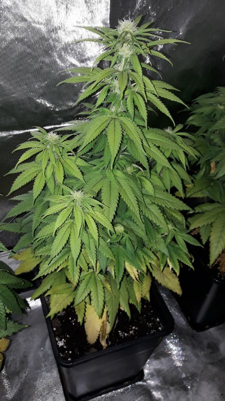 Kannabia Seeds - Hellfire OG (fem.)