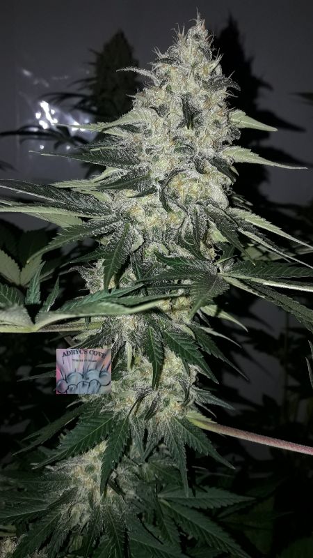Kannabia Seeds - Hellfire OG (fem.)