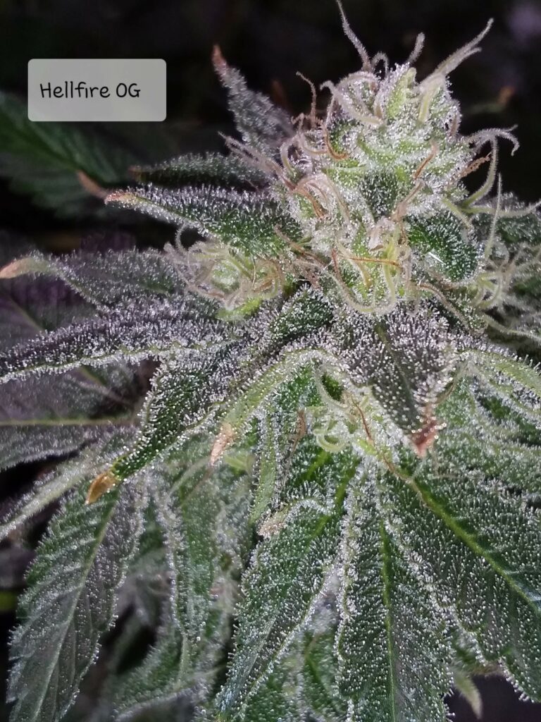 Kannabia Seeds - Hellfire OG (fem.)