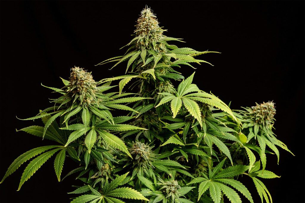 Kannabia Seeds - Hellfire OG (fem.)