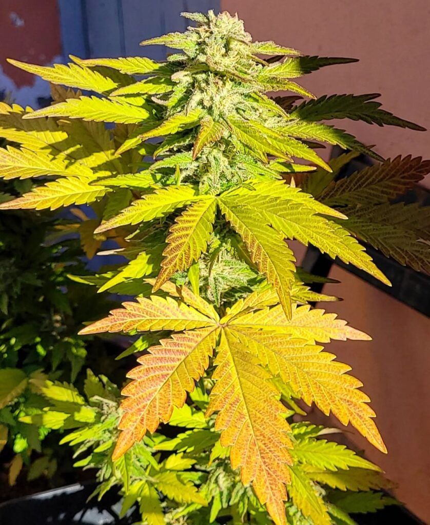 Kannabia Seeds - Hellfire OG (fem.)