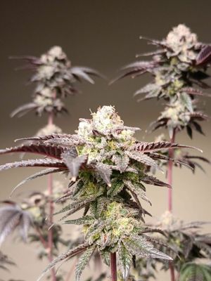 Kannabia Seeds - Break-up Cake (fem.) 09937