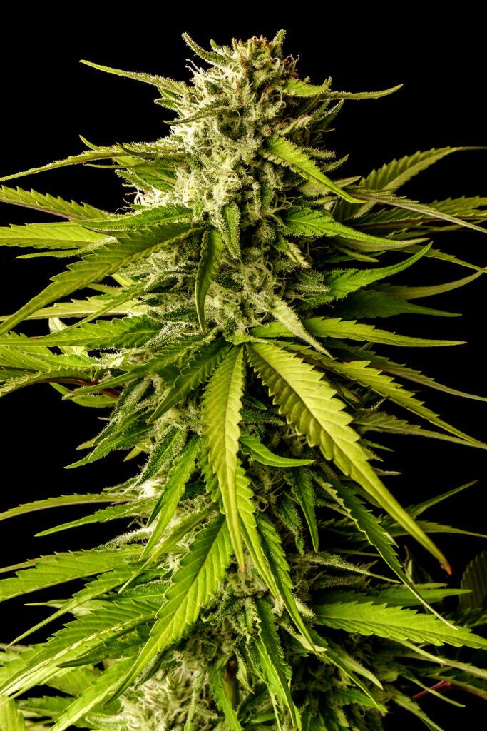 Kannabia Seeds - Break-up Cake (fem.)