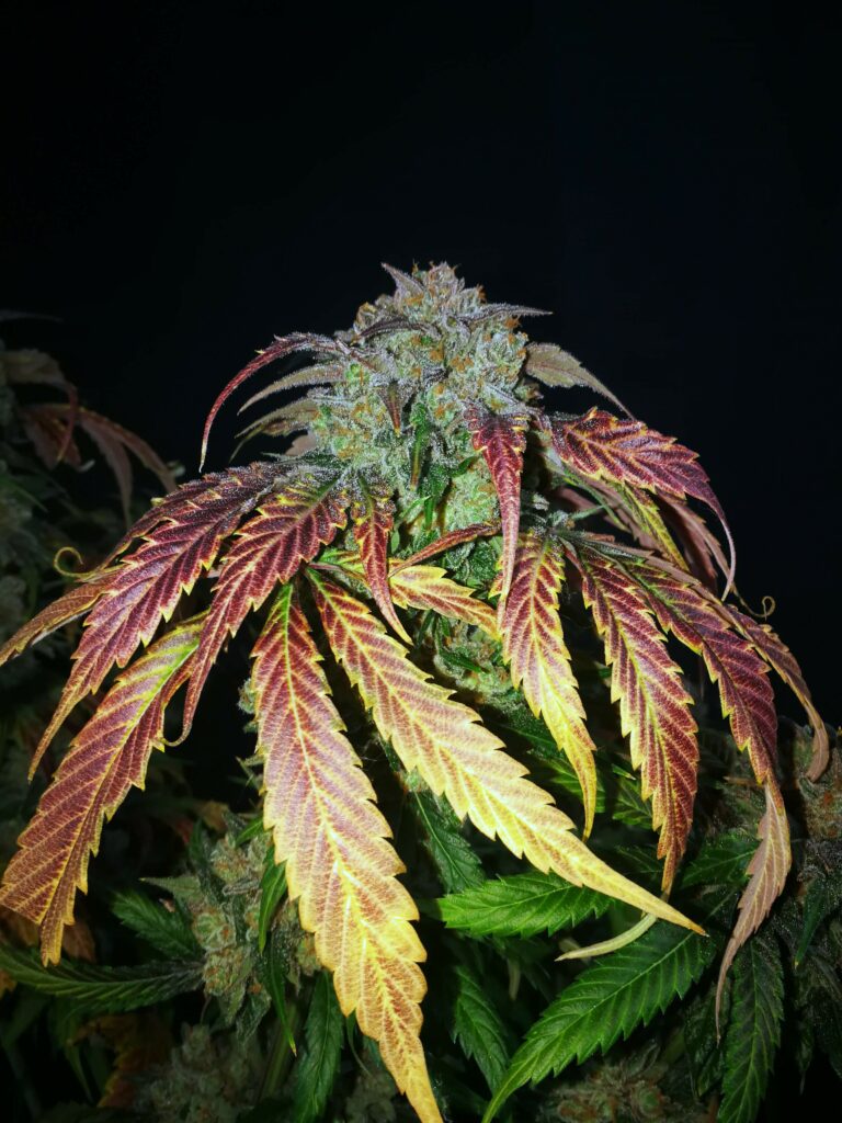 Kannabia Seeds - Break-up Cake (fem.)