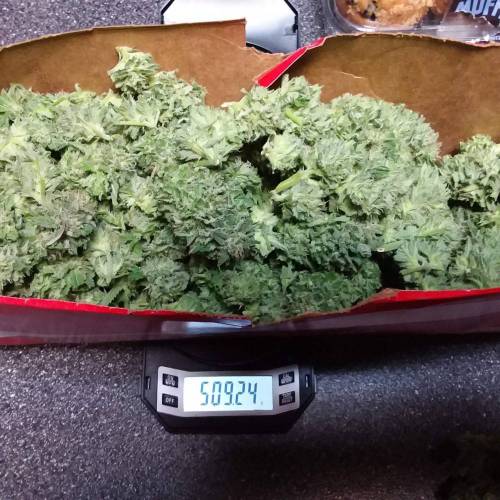 Kannabia Seeds - Break-up Cake (fem.)