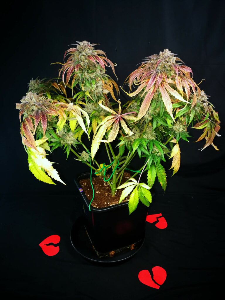 Kannabia Seeds - Break-up Cake (fem.)