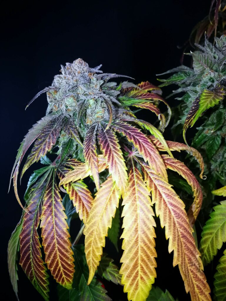 Kannabia Seeds - Break-up Cake (fem.)