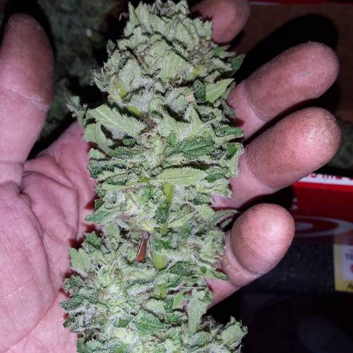Kannabia Seeds - Break-up Cake (fem.)
