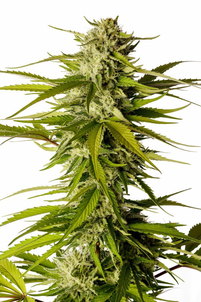 Kannabia Seeds - Break-up Cake (fem.)