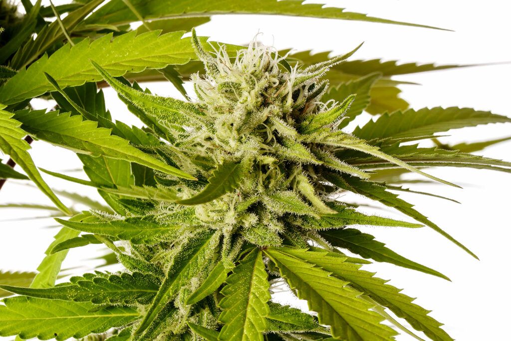 Kannabia Seeds - Break-up Cake (fem.)