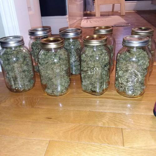 Kannabia Seeds - Break-up Cake (fem.)