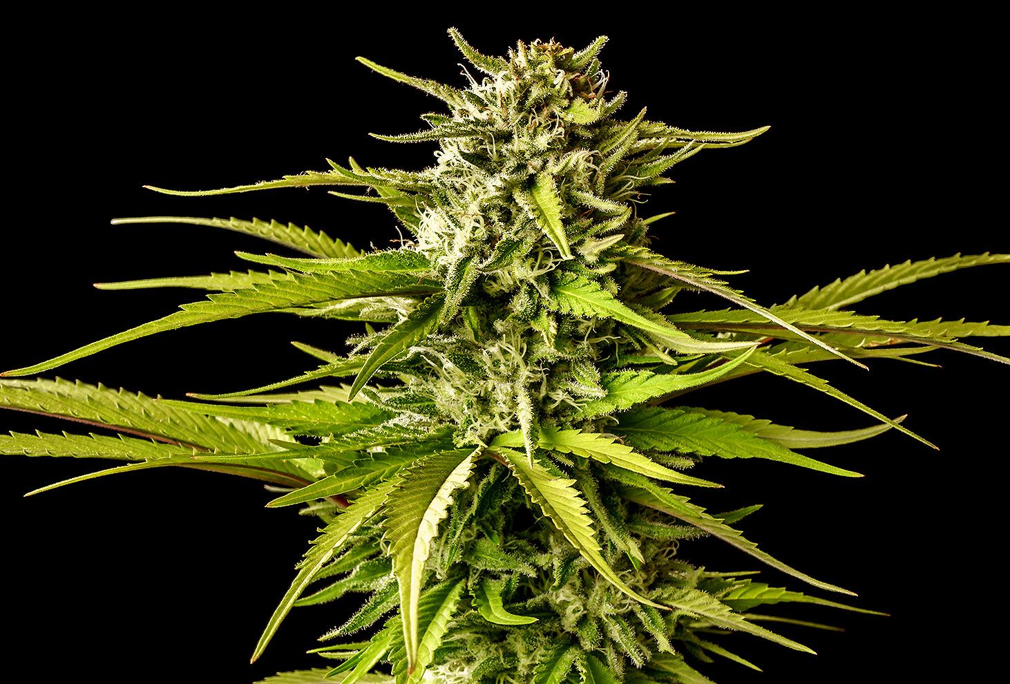 Kannabia Seeds - Break-up Cake (fem.)