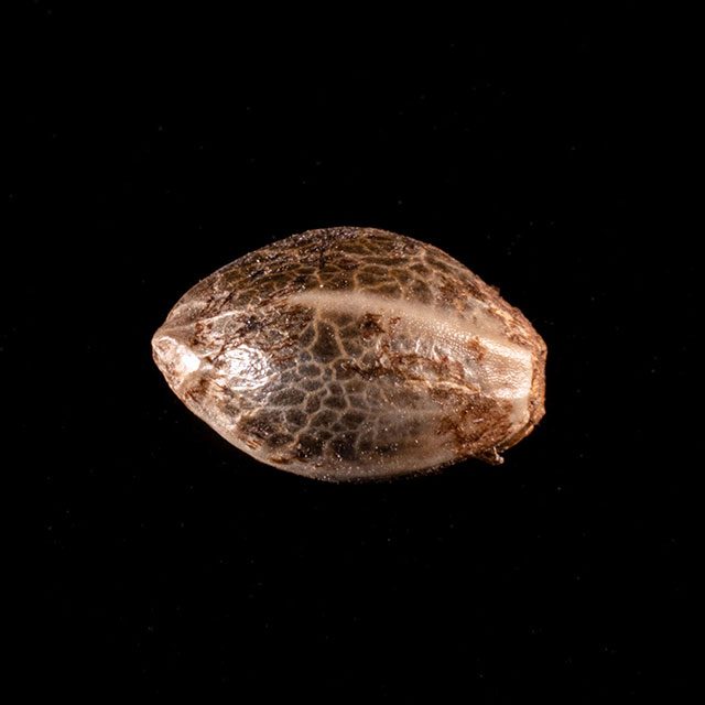 Kannabia Seeds - Break-up Cake (fem.)
