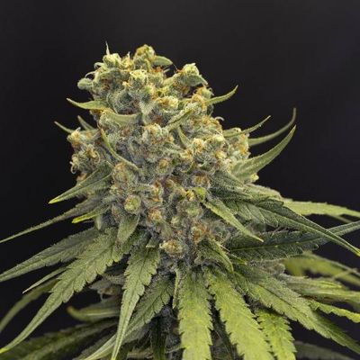 Kannabia Seeds - Dosidos (fem.) 09941