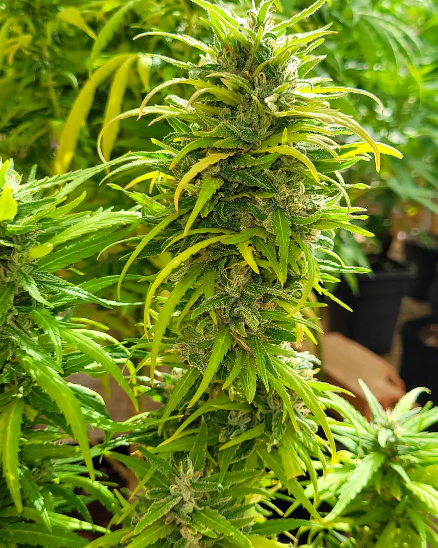 Kannabia Seeds - Dosidos (fem.)