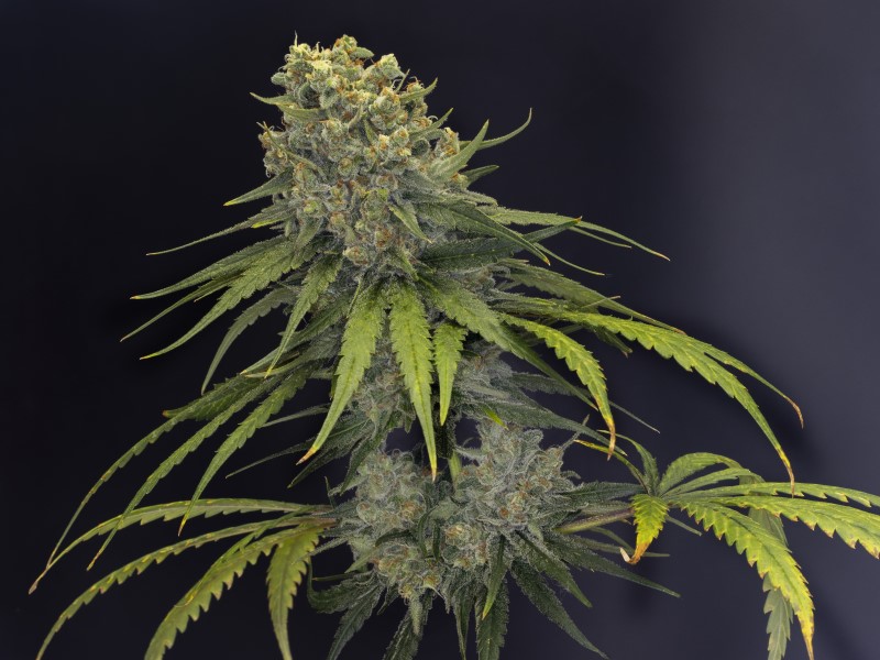 Kannabia Seeds - Dosidos (fem.)