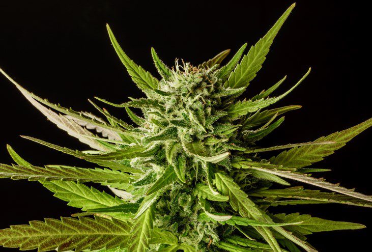 Kannabia Seeds - Dosidos (fem.)
