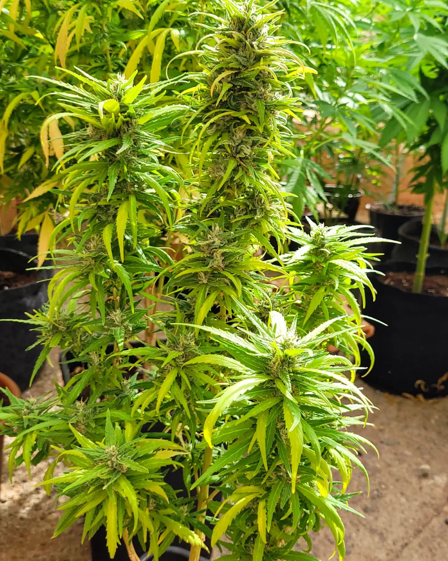Kannabia Seeds - Dosidos (fem.)