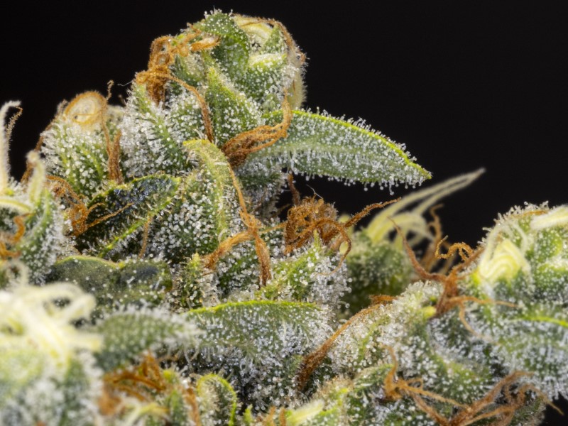 Kannabia Seeds - Dosidos (fem.)