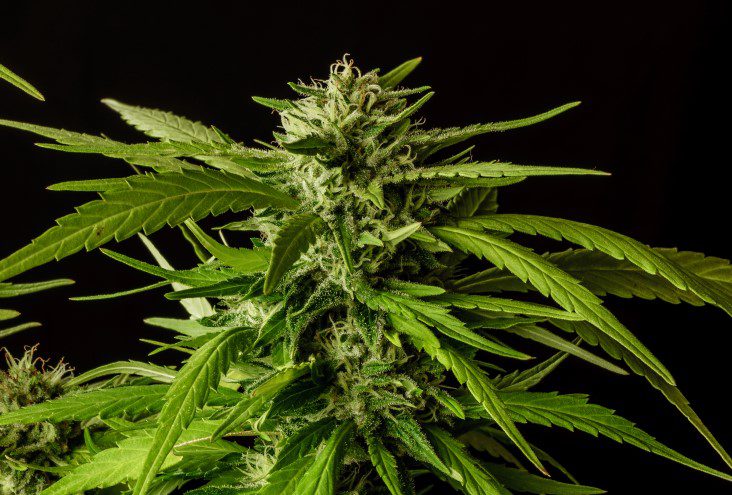 Kannabia Seeds - Dosidos (fem.)