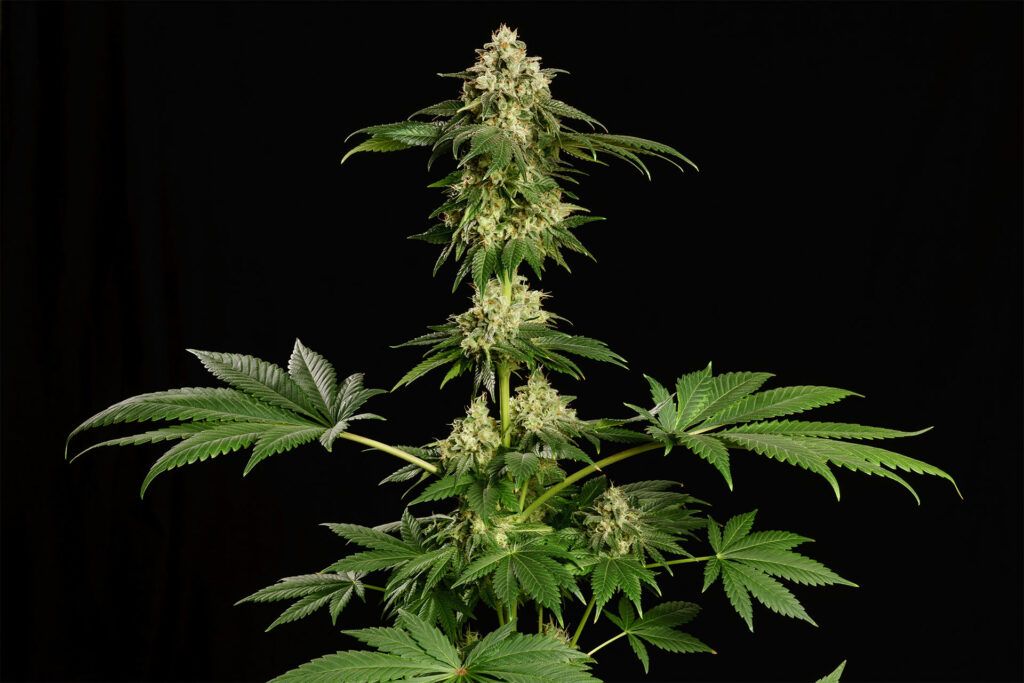 Kannabia Seeds - Dream Sherbet (fem.) 🏆