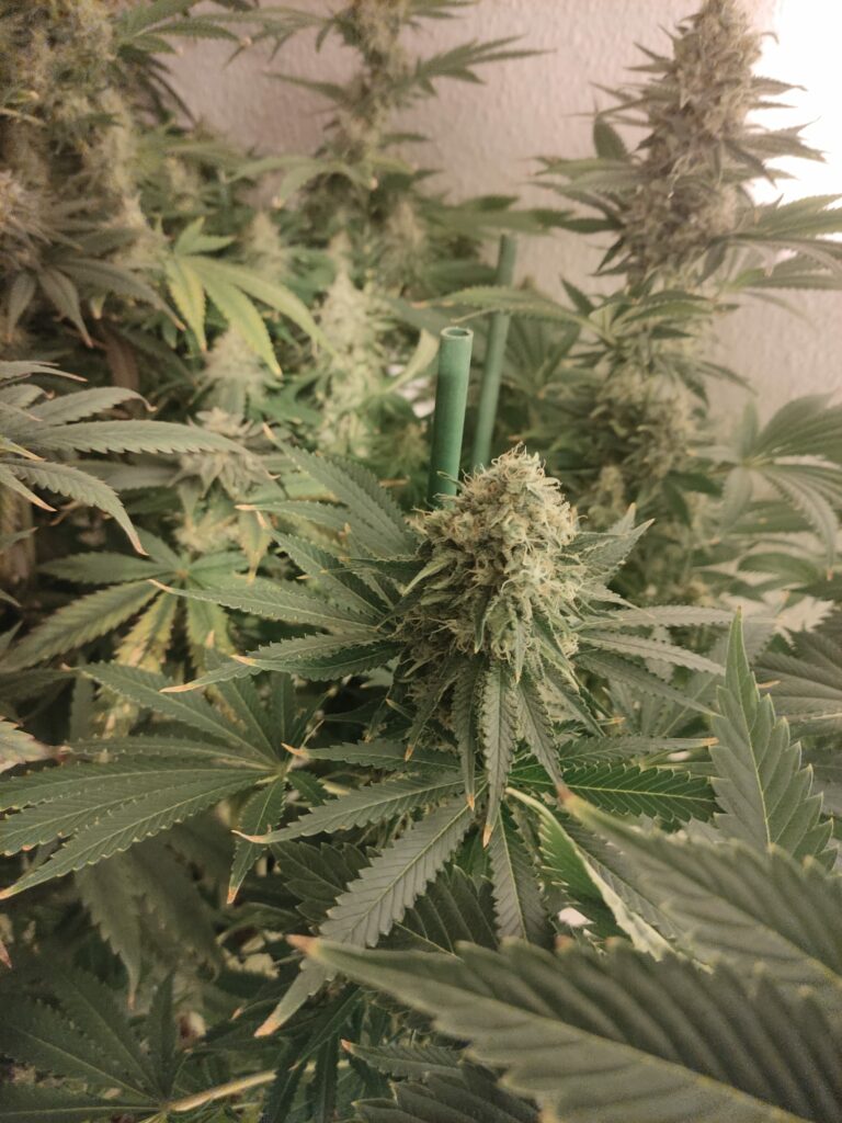 Kannabia Seeds - Dream Sherbet (fem.) 🏆