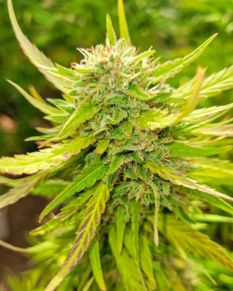 Kannabia Seeds - Dosidos (fem.)
