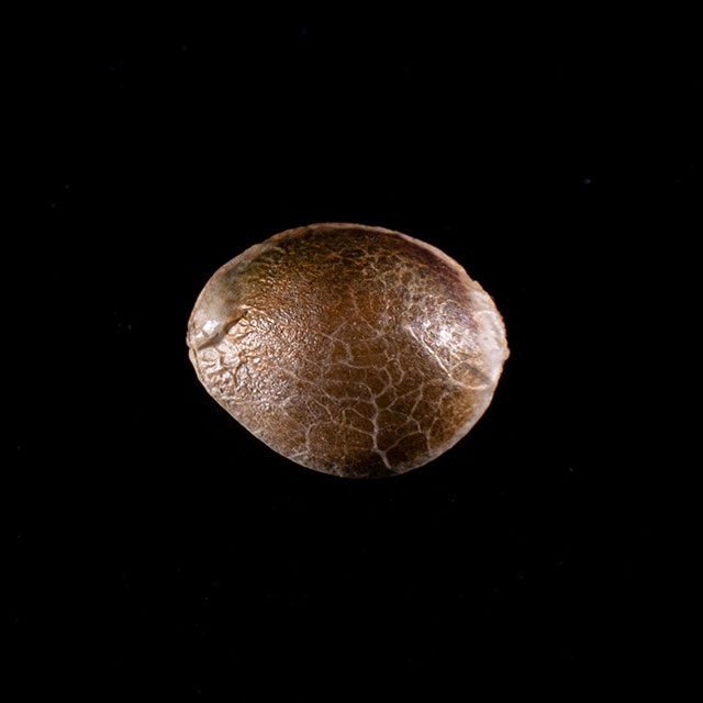Kannabia Seeds - Dosidos (fem.)