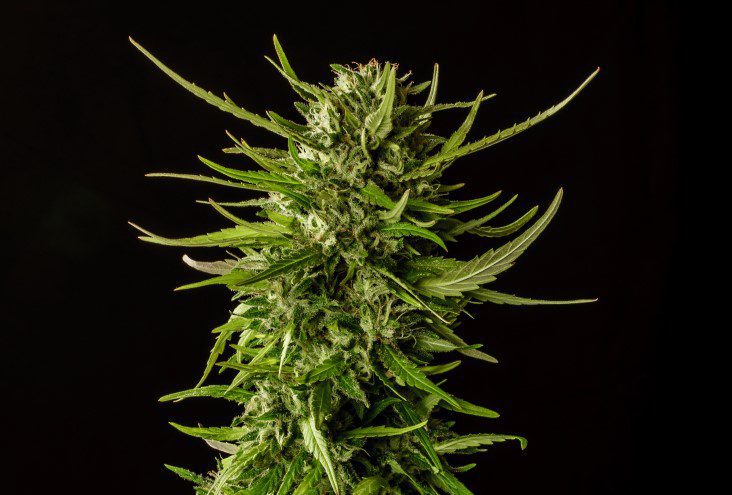 Kannabia Seeds - Dosidos (fem.)