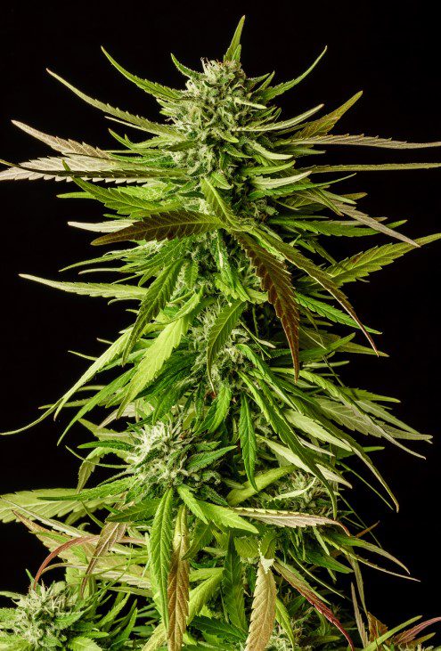 Kannabia Seeds - Dosidos (fem.)