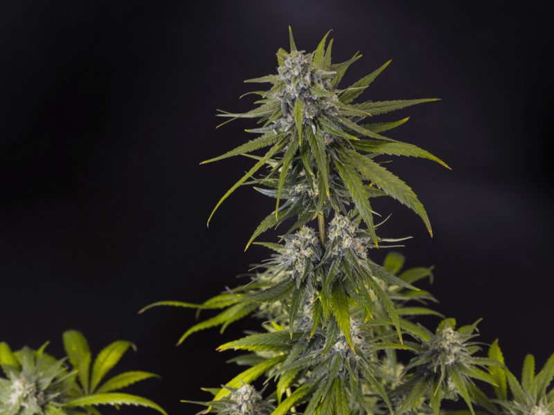Kannabia Seeds - Dosidos (fem.)