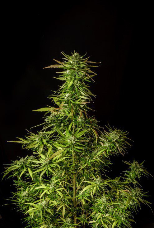 Kannabia Seeds - Dosidos (fem.)