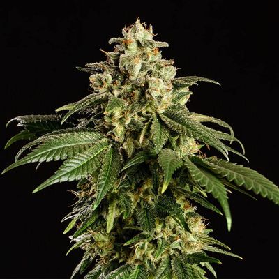 Kannabia Seeds - Dream Sherbet (fem.) 🏆 09945