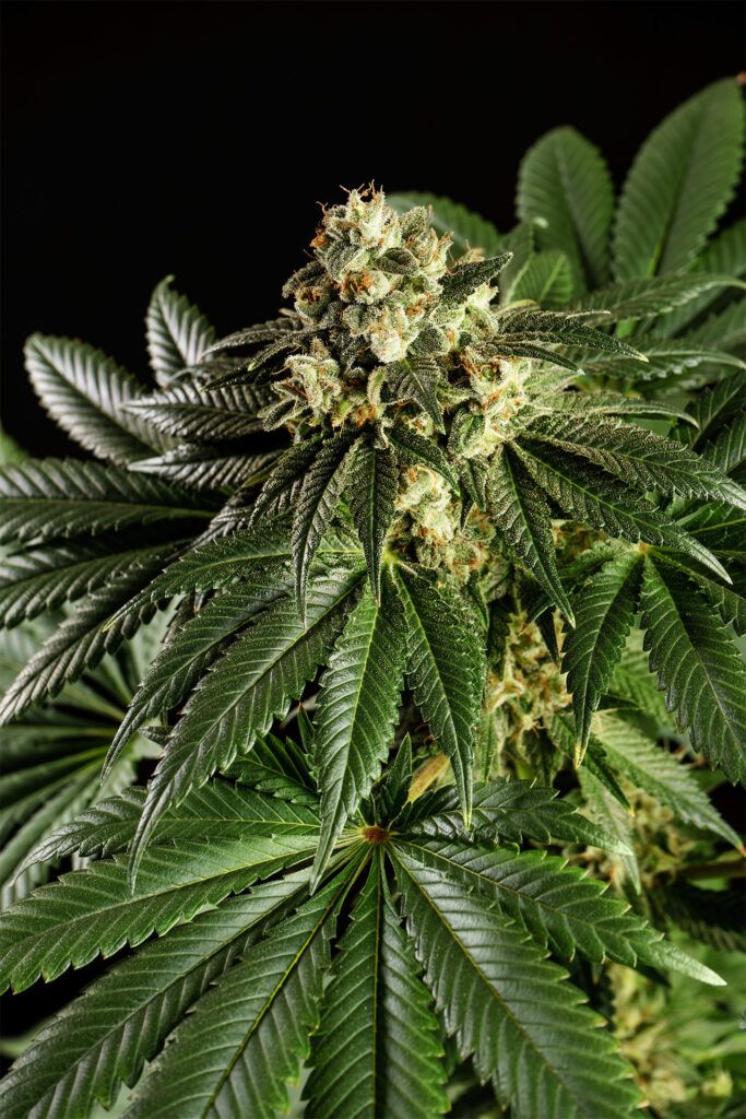 Kannabia Seeds - Dream Sherbet (fem.) 🏆