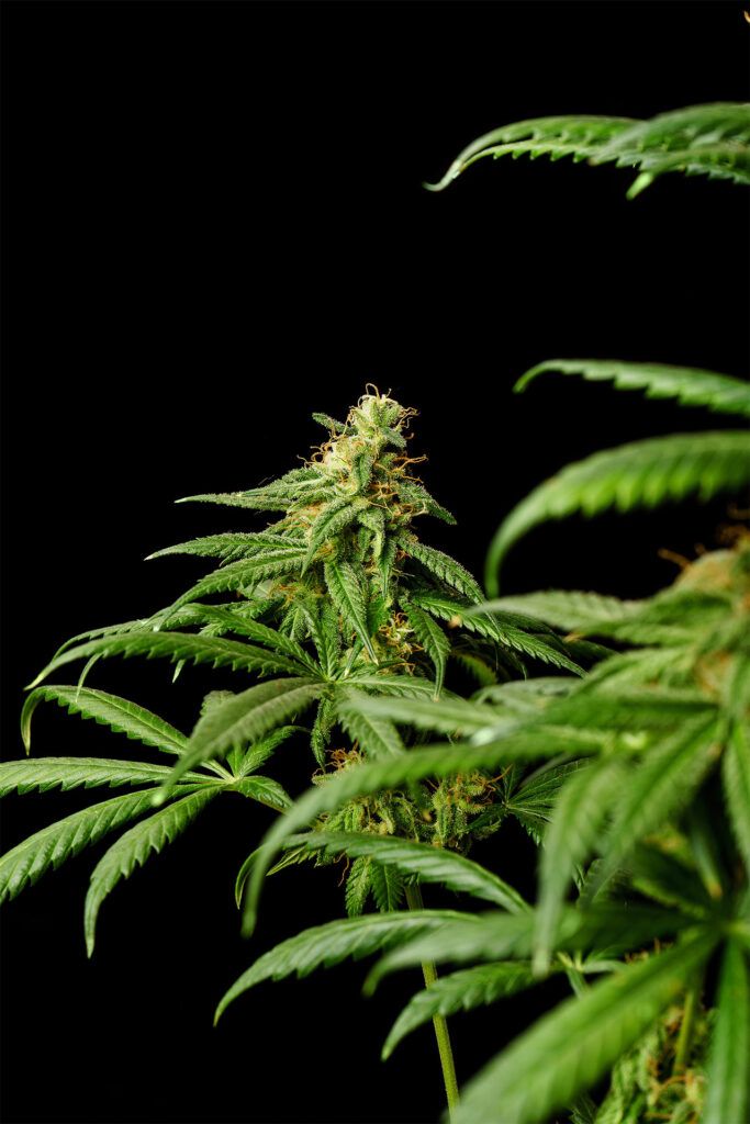 Kannabia Seeds - Mimosa Dream (fem.)
