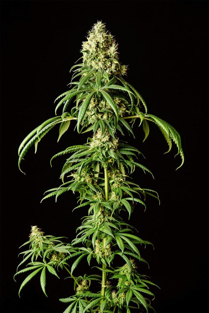 Kannabia Seeds - Mimosa Dream (fem.)