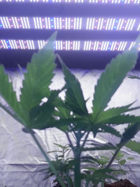 Kannabia Seeds - Mimosa Dream (fem.)