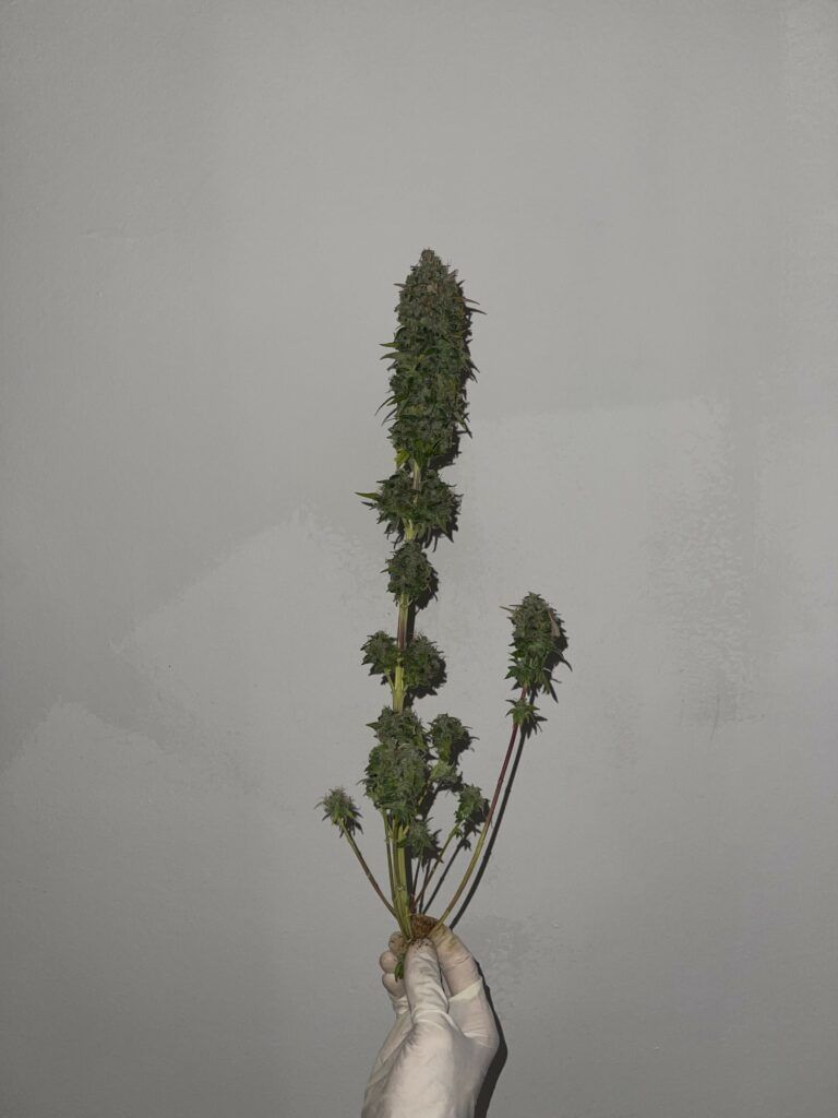 Kannabia Seeds - Mimosa Dream (fem.)
