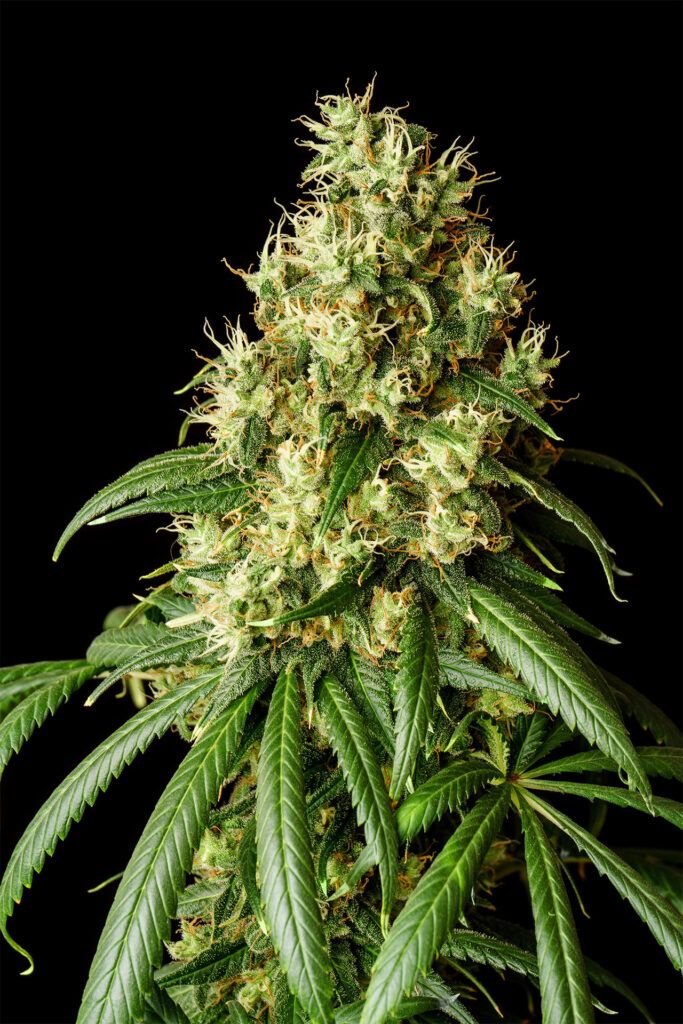 Kannabia Seeds - Mimosa Dream (fem.)