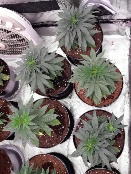 Kannabia Seeds - Mimosa Dream (fem.)