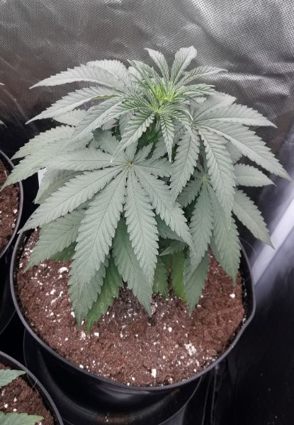 Kannabia Seeds - Mimosa Dream (fem.)