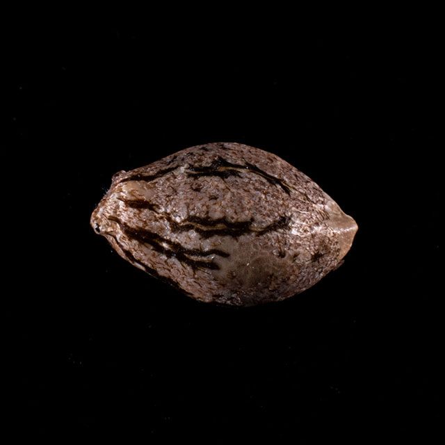 Kannabia Seeds - Hellfire OG (fem.)
