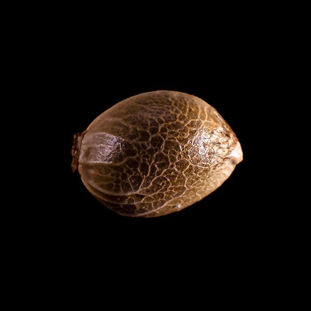Kannabia Seeds - THCV (fem.)