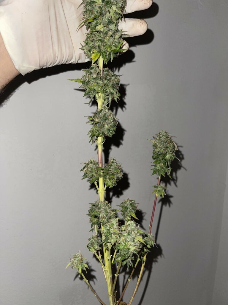 Kannabia Seeds - Mimosa Dream (fem.)