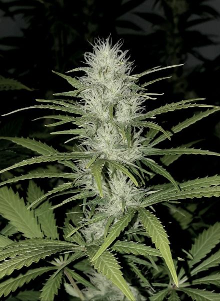 Kannabia Seeds - Mimosa Dream (fem.)