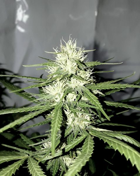 Kannabia Seeds - Mimosa Dream (fem.)