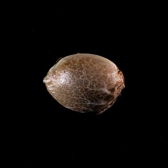 Kannabia Seeds - Mimosa Dream (fem.)