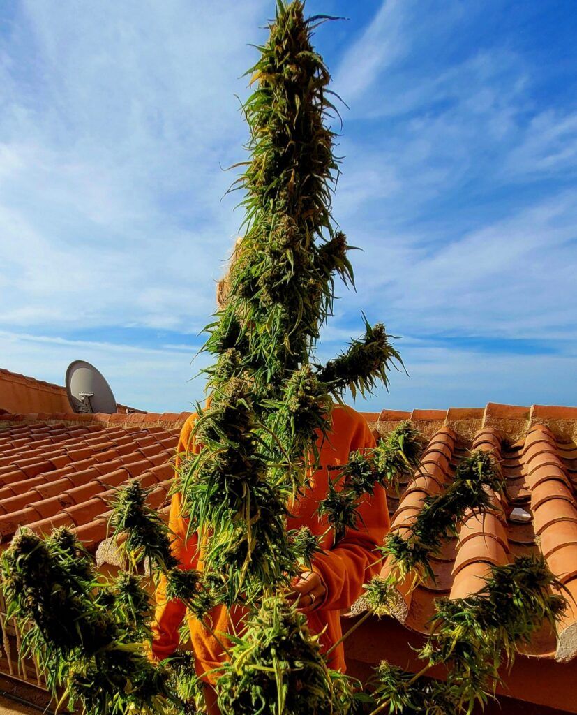 Kannabia Seeds - Mimosa Dream (fem.)