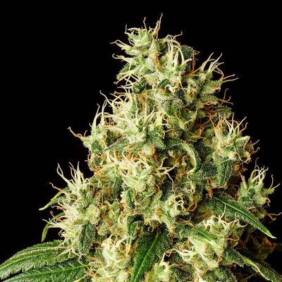 Kannabia Seeds - Mimosa Dream (fem.) 09949