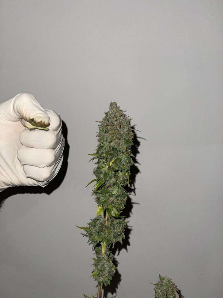 Kannabia Seeds - Mimosa Dream (fem.)